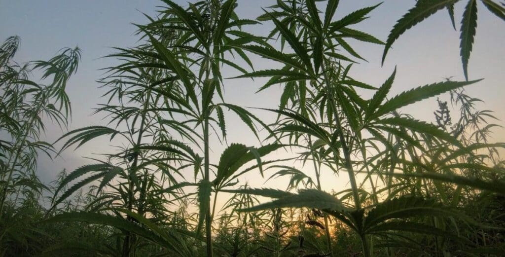 marijuana plant