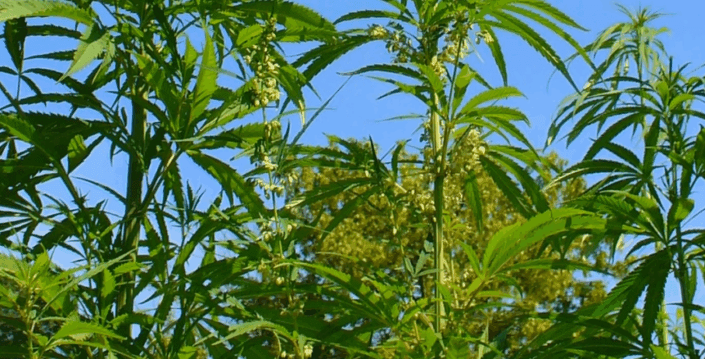 cannabis plants