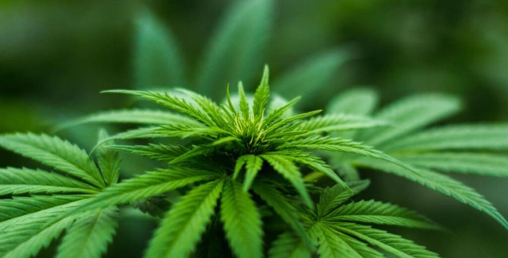 cannabis