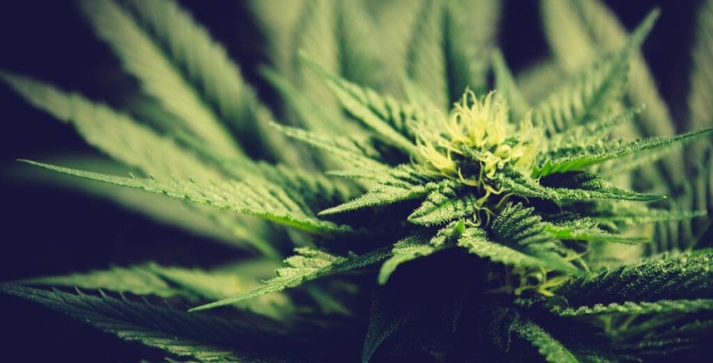 marijuana plant