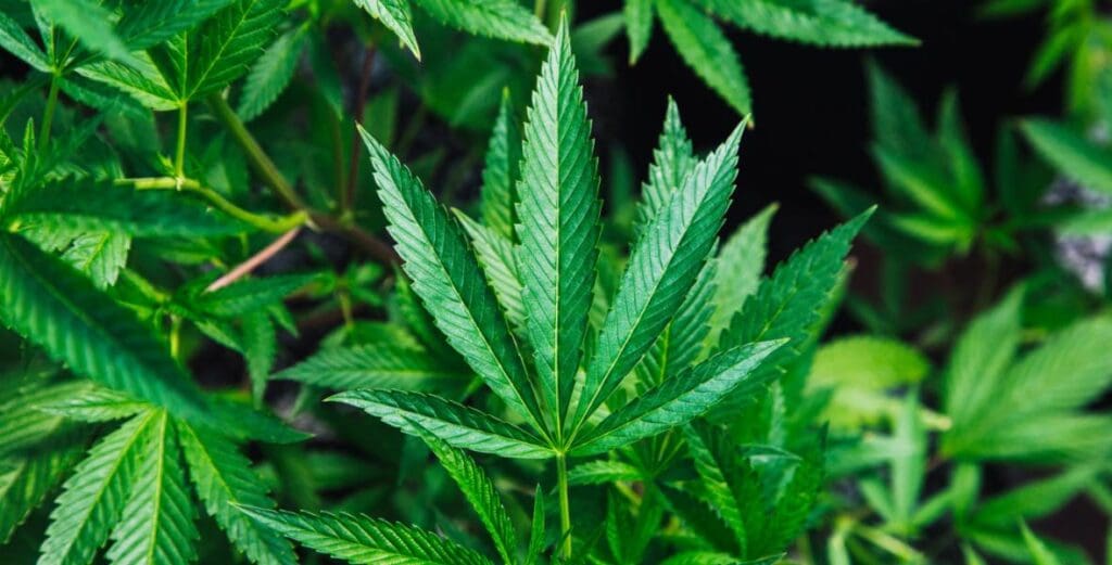 marijuana plants
