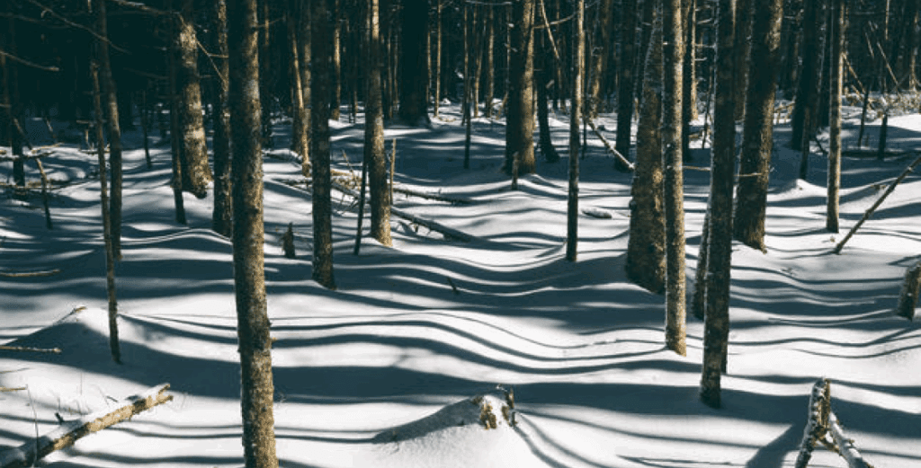 winter scene